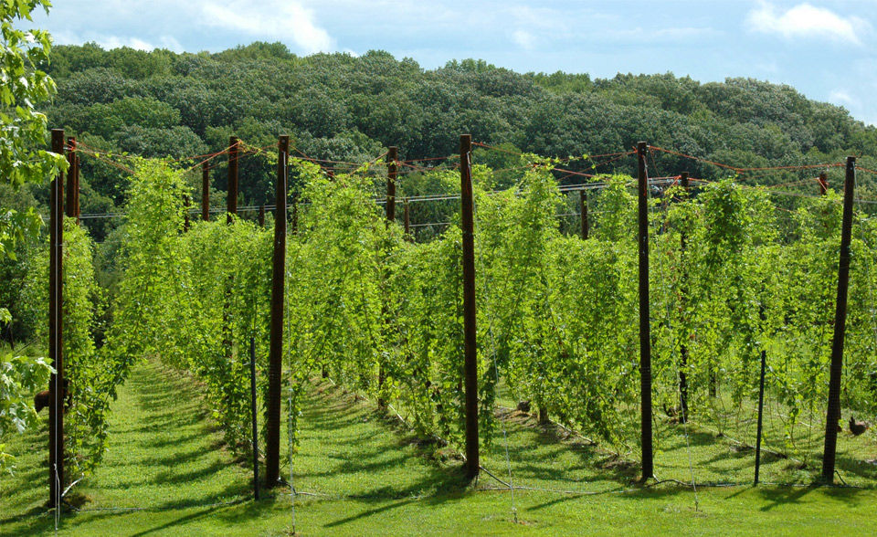hops